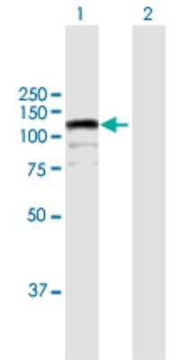 Western Blot: CIZ1 Antibody [H00025792-B01P] - Analysis of CIZ1 expression in transfected 293T cell line by CIZ1 polyclonal antibody.  Lane1:CIZ1 transfected lysate(89.98 KDa). Lane2:Non-transfected lysate.