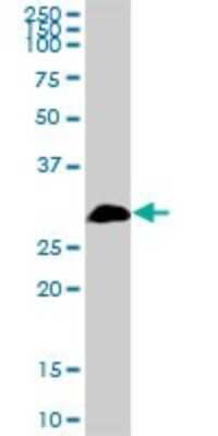 Western Blot: CKAP1 Antibody [H00001155-B01P] - Analysis of TBCB expression in HeLa.