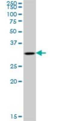 Western Blot: CKAP1 Antibody [H00001155-B01P] - Analysis of TBCB expression in K-562.