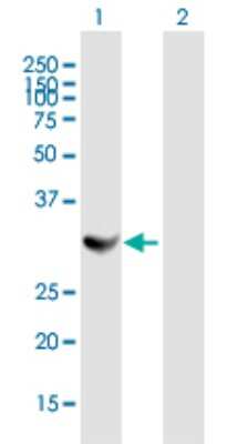 Western Blot: CKAP1 Antibody [H00001155-B02P] - Analysis of TBCB expression in transfected 293T cell line by TBCB polyclonal antibody.  Lane 1: CKAP1 transfected lysate(26.84 KDa). Lane 2: Non-transfected lysate.