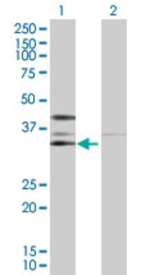 Western Blot: CKII alpha prime polypeptide Antibody [H00001459-D01P] - Analysis of CSNK2A2 expression in transfected 293T cell line by CSNK2A2 polyclonal antibody.Lane 1: CSNK2A2 transfected lysate(41.20 KDa).Lane 2: Non-transfected lysate.