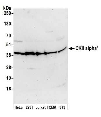 Western Blot CKII alpha prime polypeptide Antibody