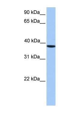 Western Blot: CKII alpha prime polypeptide Antibody [NBP1-56402] - HepG2 cell lysate, concentration 0.2-1 ug/ml.