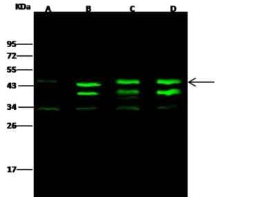 Western Blot: CKII alpha prime polypeptide Antibody [NBP2-99686] - Anti-CKII alpha prime polypeptide rabbit polyclonal antibody at 1:500 dilution. Lane A: Hela Whole Cell Lysate. Lane B: MCF7 Whole Cell Lysate. Lane C: Jurkat Whole Cell Lysate. Lane D: HepG2 Whole Cell Lysate. Lysates/proteins at 30 ug per lane. Secondary Goat Anti- Rabbit IgG H&L (Dylight 800) at 1/10000 dilution. Developed using the Odyssey technique. Performed under reducing conditions. Predicted band size: 41 kDa. Observed band size: 45 kDa (We are unsure as to the identity of these extra bands).