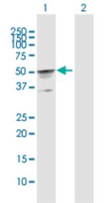 Western Blot: CKMT2 Antibody [H00001160-D01P] - Analysis of CKMT2 expression in transfected 293T cell line by CKMT2 polyclonal antibody.Lane 1: CKMT2 transfected lysate(47.50 KDa).Lane 2: Non-transfected lysate.