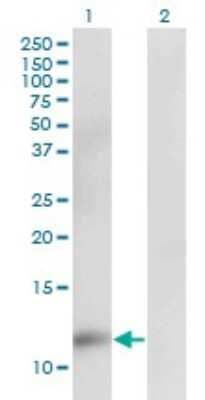 Western Blot: CKS2 Antibody (2G12-2A5) [H00001164-M02] - Analysis of CKS2 expression in transfected 293T cell line by CKS2 monoclonal antibody (M02), clone 2G12-2A5.Lane 1: CKS2 transfected lysate(9.9 KDa).Lane 2: Non-transfected lysate.