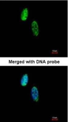 Immunocytochemistry/Immunofluorescence: CKS2 Antibody [NBP1-33404] - Paraformaldehyde-fixed HeLa, using antibody at 1:500 dilution.