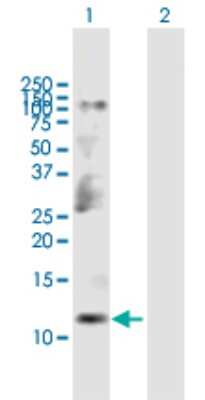 Western Blot: CKS2 Antibody [H00001164-B01P] - Analysis of CKS2 expression in transfected 293T cell line by CKS2 polyclonal antibody.  Lane 1: CKS2 transfected lysate(8.80 KDa). Lane 2: Non-transfected lysate.