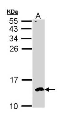 Western Blot: CKS2 Antibody [NBP1-33404] - Sample (30 ug of whole cell lysate) A: Hep G2 15% SDS PAGE, antibody diluted at 1:500.