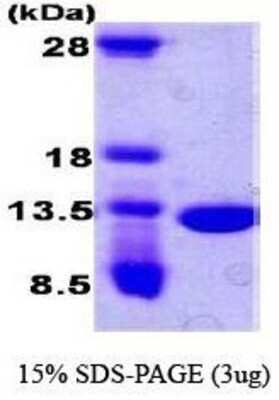 SDS-Page: CKS2 Protein [NBC1-18431] - CKS2, 11.3kDa (94aa), confirmed by MALDI-TOF with a purity of 95% by SDS - PAGE