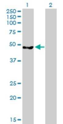 Western Blot: CL-P1/COLEC12 Antibody [H00010978-B01P] - Analysis of CLP1 expression in transfected 293T cell line by CLP1 polyclonal antibody.  Lane 1: HEAB transfected lysate(46.75 KDa). Lane 2: Non-transfected lysate.