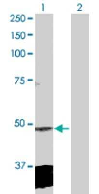 Western Blot: CL-P1/COLEC12 Antibody [H00010978-D01P] - Analysis of CLP1 expression in transfected 293T cell line by CLP1 polyclonal antibody.Lane 1: CLP1 transfected lysate(47.60 KDa).Lane 2: Non-transfected lysate.