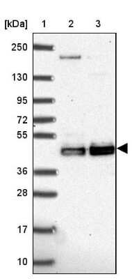 Western Blot CLP1/HEAB Antibody - BSA Free