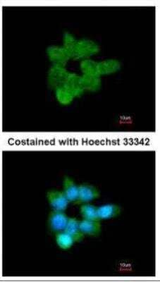 Immunocytochemistry/Immunofluorescence: CLCA1 Antibody [NBP1-31129] -  Analysis of methanol-fixed A431, using CLCA1 antibody at 1:200 dilution.