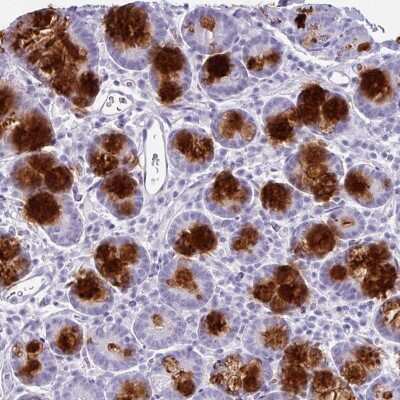 Immunohistochemistry-Paraffin: CLCA1 Antibody [NBP2-49060] - Staining of human small intestine shows high expression.