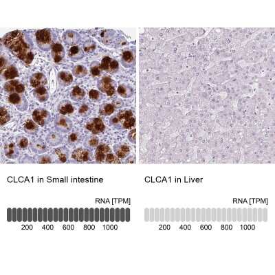 <b>Orthogonal Strategies Validation. </b>Immunohistochemistry-Paraffin: CLCA1 Antibody [NBP2-49060] - Staining in human small intestine and liver tissues using anti-CLCA1 antibody. Corresponding CLCA1 RNA-seq data are presented for the same tissues.