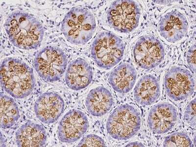 Immunohistochemistry-Paraffin: CLCA1 Antibody [NBP2-99573] - Immunochemical staining of human CLCA1 in human colon with rabbit polyclonal antibody at 1:3000 dilution, formalin-fixed paraffin embedded sections.