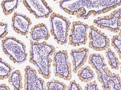 Immunohistochemistry-Paraffin: CLCA1 Antibody [NBP2-99573] - Immunochemical staining of human CLCA1 in human small intestine with rabbit polyclonal antibody at 1:3000 dilution, formalin-fixed paraffin embedded sections.