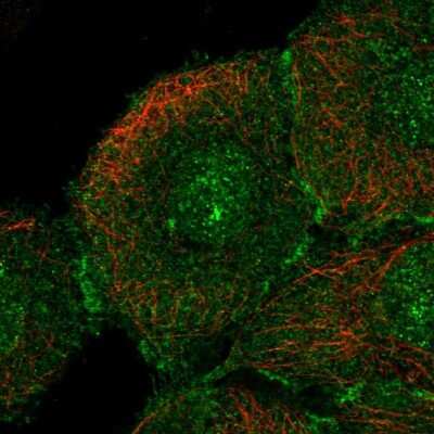 Immunocytochemistry/Immunofluorescence: CLCA2 Antibody [NBP2-33482] - Staining of human cell line HaCaT shows localization to nucleus & cell junctions. Antibody staining is shown in green.