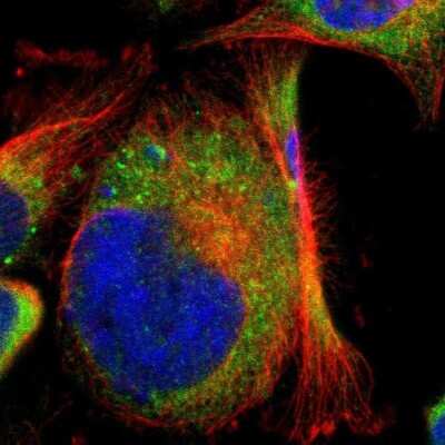 <b>Independent Antibodies Validation. </b>Immunocytochemistry/Immunofluorescence: CLCC1 Antibody [NBP1-82792] - Immunofluorescent staining of human cell line U-251 MG shows localization to endoplasmic reticulum & vesicles.