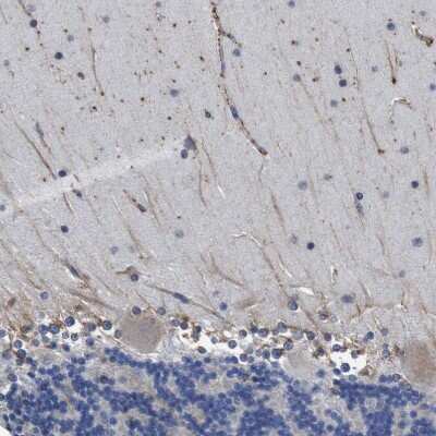 Immunohistochemistry-Paraffin: CLCC1 Antibody [NBP1-82792] - Staining of human cerebellum shows weak positivity in neuronal processes.