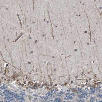 Immunohistochemistry-Paraffin: CLCC1 Antibody [NBP1-82793] - Staining of human cerebellum shows weak positivity in neuronal processes.