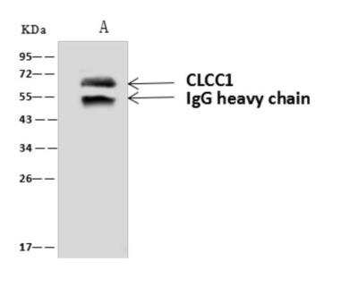 Immunoprecipitation: CLCC1 Antibody [NBP3-06071] - CLCC1 was immunoprecipitated using: Lane A:0.5 mg U-251 MG Whole Cell Lysate 4 uL anti-CLCC1 rabbit polyclonal antibody and 60 ug of Immunomagnetic beads Protein AG. Primary antibody: Anti-CLCC1 rabbit polyclonal antibody, at 1:100 dilution Secondary antibody: Goat Anti-Rabbit IgG (H+L)HRP  at 110000 dilution Developed using the ECL technique. Performed under reducing conditions. Predicted band size: 62 kDa Observed band size :62 kDa