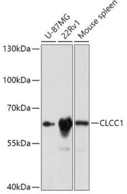 Western Blot CLCC1 Antibody - Azide and BSA Free