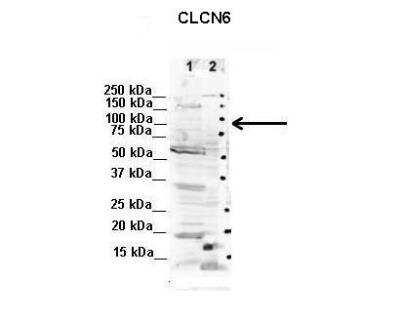 Western Blot CLCN6 Antibody - BSA Free