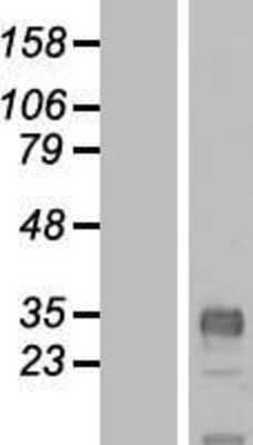 Western Blot: CLDND1 Overexpression Lysate (Adult Normal) [NBP2-08507] Left-Empty vector transfected control cell lysate (HEK293 cell lysate); Right -Over-expression Lysate for CLDND1.