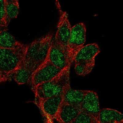 Immunocytochemistry/ Immunofluorescence CLDND2 Antibody - BSA Free