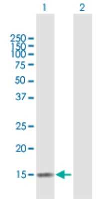 Western Blot CLDND2 Antibody - Azide and BSA Free