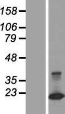 Western Blot CLDND2 Overexpression Lysate