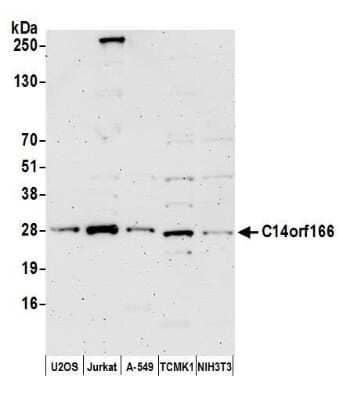 Western Blot: CLE7 homolog Antibody [NBP2-76383] - Samples: Whole cell lysate (15 ug) from U2OS, Jurkat, A-549, mouse TCMK-1, and mouse NIH 3T3 cells prepared using NETN lysis buffer. Antibody: Affinity purified rabbit anti-C14orf166 antibody NBP2-76383 used for WB at 1:1000. Detection: Chemiluminescence with an exposure time of 3 minutes.