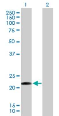 Western Blot: CLEC-2/CLEC-1B Antibody [H00051266-B01P] - Analysis of CLEC1B expression in transfected 293T cell line by CLEC1B polyclonal antibody.  Lane 1: CLEC1B transfected lysate(21.56 KDa). Lane 2: Non-transfected lysate.