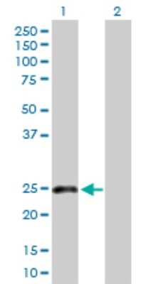Western Blot: CLEC-2/CLEC-1B Antibody [H00051266-D01P] - Analysis of CLEC1B expression in transfected 293T cell line by CLEC1B polyclonal antibody.Lane 1: CLEC1B transfected lysate(23.10 KDa).Lane 2: Non-transfected lysate.