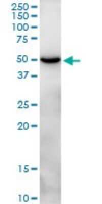 Western Blot: CLEC14A Antibody [H00161198-B01P] - Analysis of CLEC14A expression in HepG2.