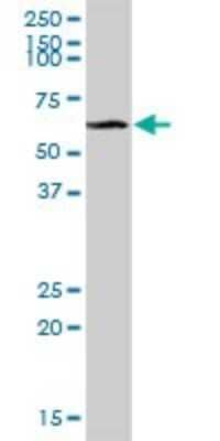 Western Blot: CLEC14A Antibody [H00161198-B01P] - Analysis of CLEC14A expression in human liver.