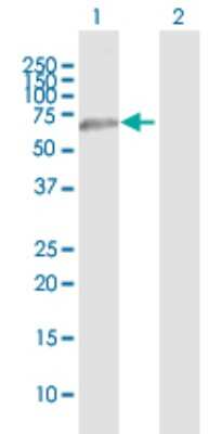Western Blot: CLEC14A Antibody [H00161198-B01P] - Analysis of CLEC14A expression in transfected 293T cell line by CLEC14A polyclonal antibody.  Lane 1: CLEC14A transfected lysate(53.9 KDa). Lane 2: Non-transfected lysate.