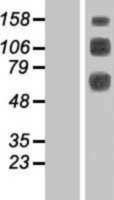 Western Blot CLEC14A Overexpression Lysate
