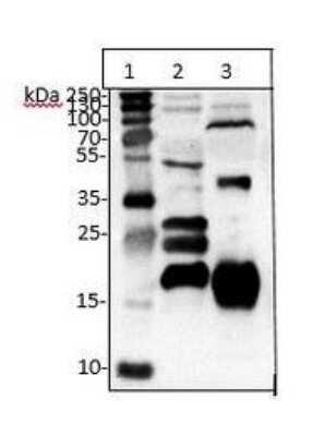Western Blot: CLEC3B/Tetranectin Antibody (5B7) - BSA Free [NBP1-05142] - NBP1-05142 used in SDS-PAGE 12%. Tertanectin band is visable at 22kDa. Lane1: MWM. Lane 2: human serum (20 uL 1:50). Lane 3 Bovine serum (20uL 1:10). Image courtesy of Isabelle Naegelen, University of Luxemburg