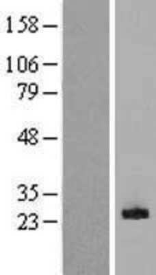 Western Blot MDL-1/CLEC5A Overexpression Lysate