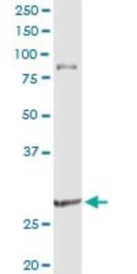 Western Blot: CLEC9a Antibody [H00283420-D01P] - Analysis of CLEC9A expression in human spleen.