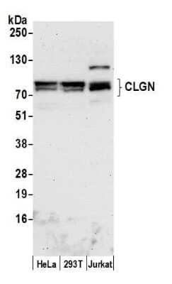 Western Blot: CLGN Antibody [NBP2-59091] - Detection of human CLGN by western blot. Samples: Whole cell lysate (50 ug) from HeLa, 293T, and Jurkat cells prepared using NETN lysis buffer. Antibody: Affinity purified rabbit anti-CLGN antibody NBP2-59091 used for WB at 1:1000. Detection: Chemiluminescence with an exposure time of 75 seconds.