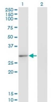 Western Blot: CLIC2 Antibody (2C1) [H00001193-M01] - Analysis of CLIC2 expression in transfected 293T cell line by CLIC2 monoclonal antibody (M01), clone 2C1.Lane 1: CLIC2 transfected lysate (Predicted MW: 28.4 KDa).Lane 2: Non-transfected lysate.