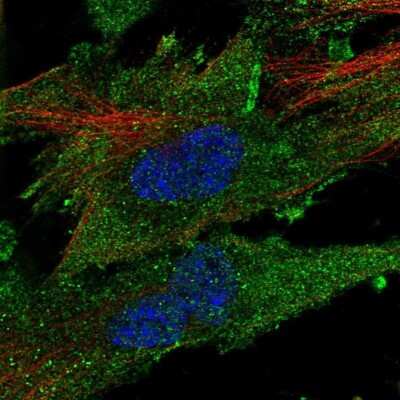 Immunocytochemistry/ Immunofluorescence CLIC2 Antibody - BSA Free