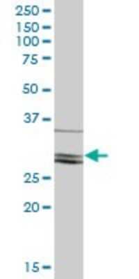 Western Blot CLIC2 Antibody - Azide and BSA Free