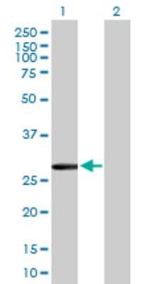 Western Blot: CLIC2 Antibody [H00001193-B02P] - Analysis of CLIC2 expression in transfected 293T cell line by CLIC2 polyclonal antibody.  Lane 1: CLIC2 transfected lysate(27.17 KDa). Lane 2: Non-transfected lysate.