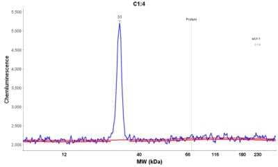 Simple Western: CLIC3 Antibody [NBP1-89465] - Electropherogram image of the corresponding Simple Western lane view. CLIC3 antibody was used at 1:20 dilution on MCF-7 lysate(s) respectively.