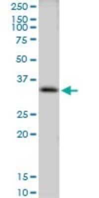 Western Blot: CLIC3 Antibody [H00009022-B01P] - Analysis of CLIC3 expression in A-431.